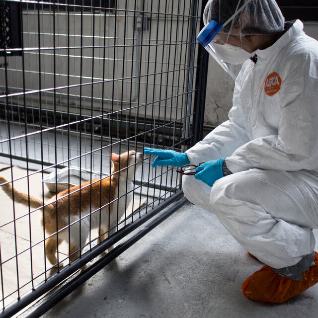 A person dressed head-to-toe in white protective gear, red booties, a face shield and a face mask, kneels and extends gloved fingers to touch a cage that contains a white and orange cat in quarantine.
