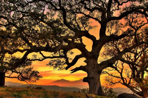 Sunset-Tree