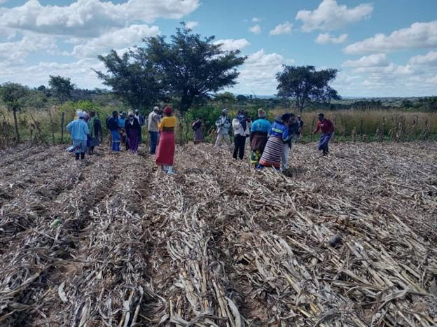 People walking through ruined crops 