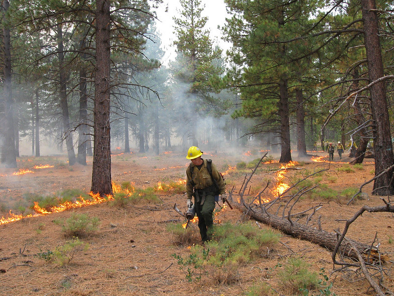 An image showing a person with a drip torch lighting a prescribed burn in a thinned dry conifer forest. 