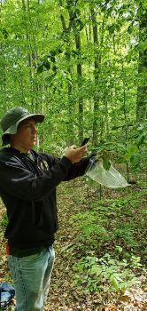 A man wearing a hat in a forest is using his phone to take a photo of a beech leaf branch.