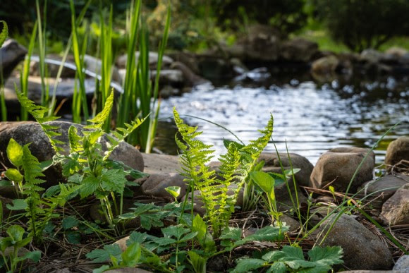 Pond and ferns in woodland garden