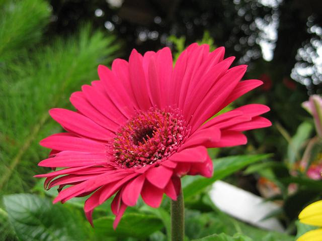 Cúc đồng tiền,hoa cúc,cúc,hoa đồng tiền,hoa dong tien,hoa ngày Tết,cây ngày Tết,Asteraceae,Gerbera L