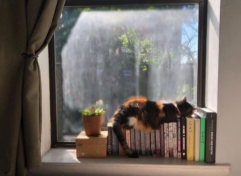 Cat-Warm-Window