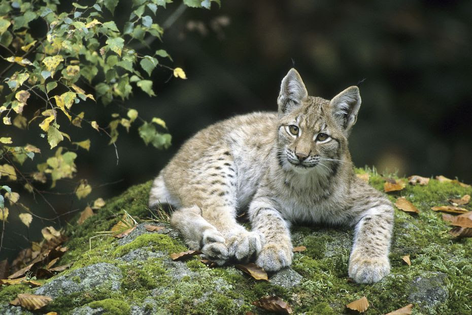 VIDÉO. 'Il était à six mètres de moi' : un étudiant tombe face à face avec un lynx dans une forêt près de Grenoble