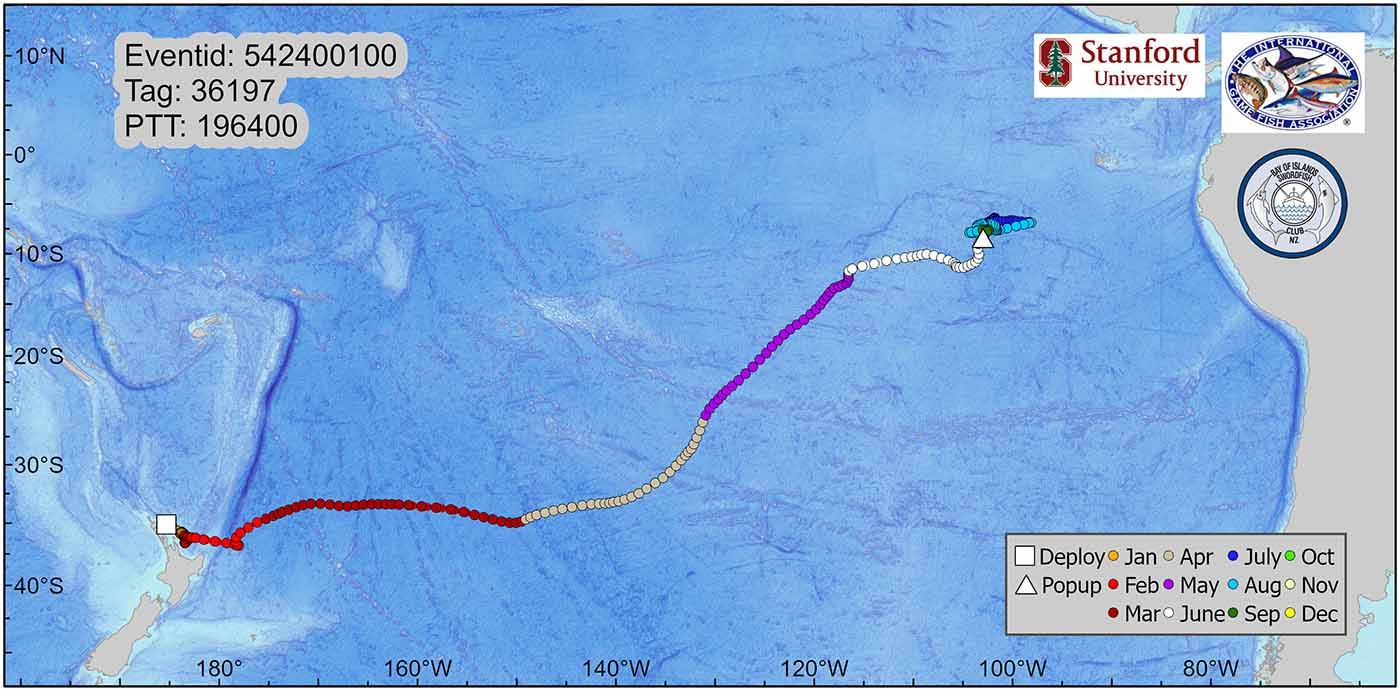 IGFA Great Marlin Race Winner Tag Track