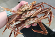 Three snow crabs stacked on top of one another held up to the camera