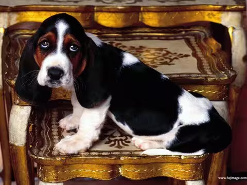 Dog-Beagle-What