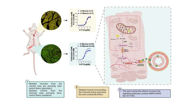 Lactic acid helps blood vessels relax, could improve muscle and heart health