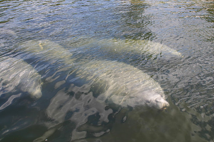 group of manatees