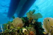 diving in the Florida Keys