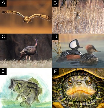 6 winners of the DFW Art & Photo Contest and their corresponding images.