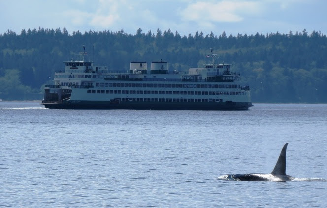 Orca in the foreground with a ferry in the background