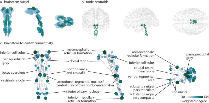 A highly detailed reconstruction of human brain connectivity including dozens of brainstem nuclei