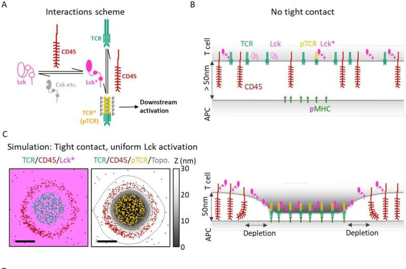 T-cell: Unlocking immunity with new insights into activation