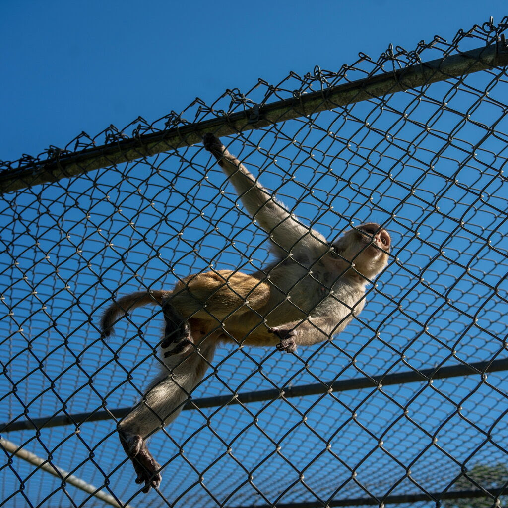 A rhesus macaque monkey climbing the chain-link outdoor enclosure of a research facility on a bright day.