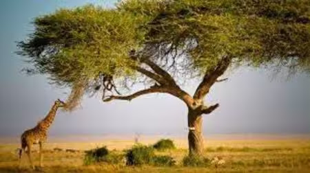 Giraffe-eat-from-tree