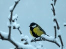 Immigrating birds adapt quickly through social learning