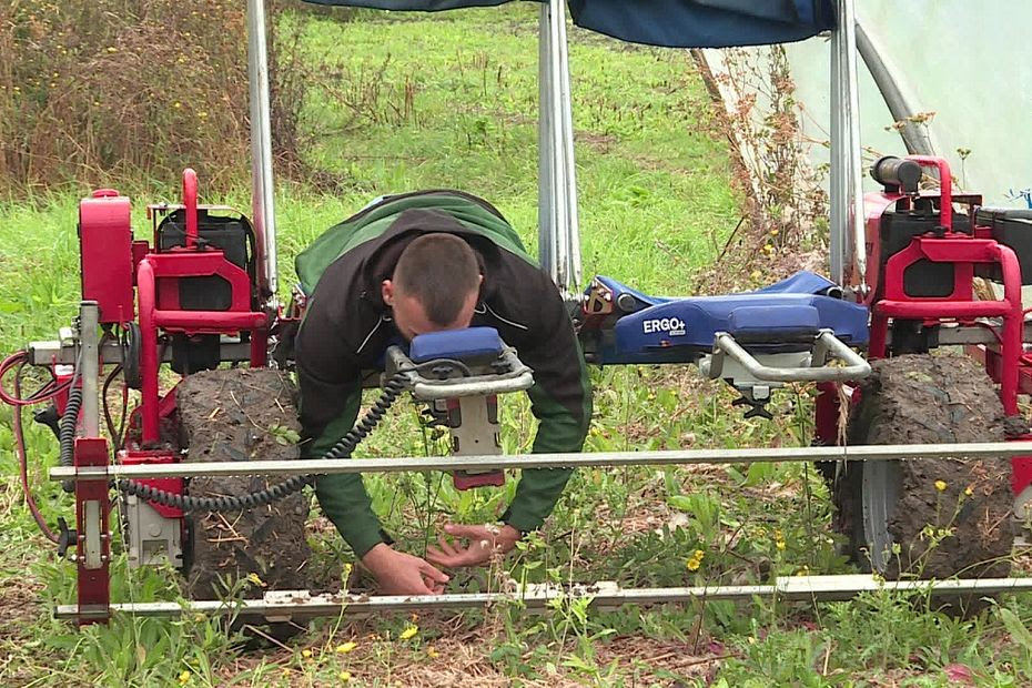 Agriculture : ces machines ergonomiques qui soulagent le corps des maraîchers