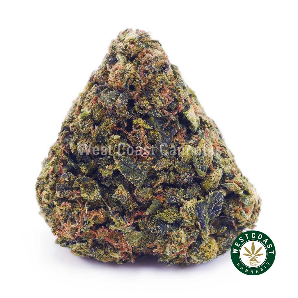 Image of Hindu Skunk AA - Romulan AA - Greenhouse