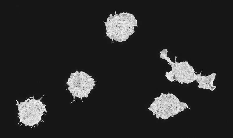 macrophages