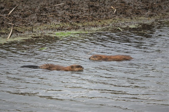 Two muskrats in water.