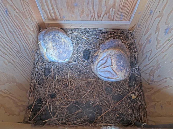 Two barn owls in a nest box.