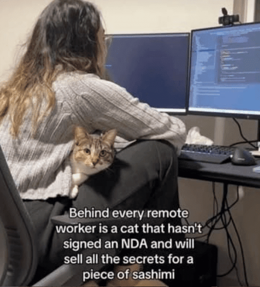 Behind every remote worker is a cat that hasnt signed an NDA and will sell all the secrets for a piece of sashimi