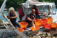 Two oyster growers harvest farmed shellfish from the Damariscotta River in Maine. 