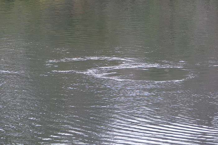 manatee footprint