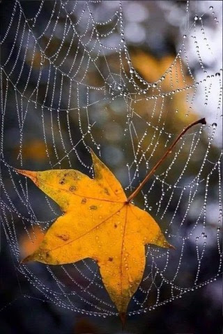 Fall-Morning-Web