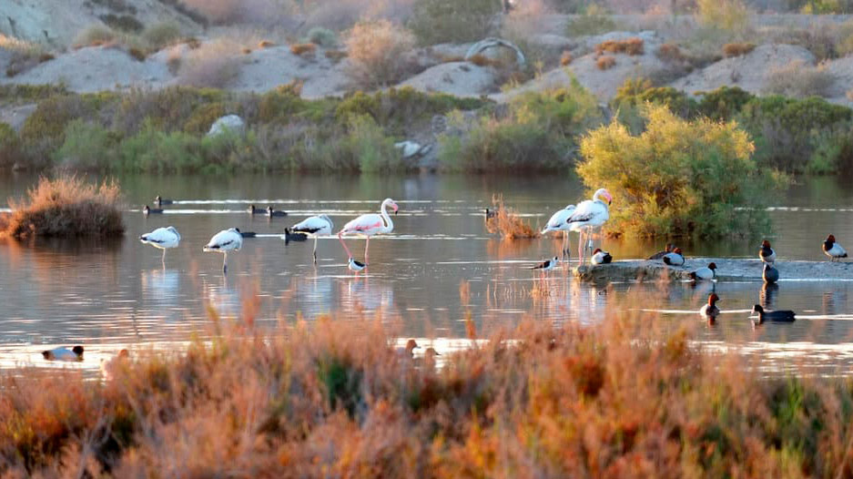 Las organizaciones ambientales reclaman que la reutilización del agua que plantea el MITECO garantice las funciones ecológicas en ríos y humedales