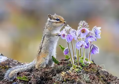 Flowers-for-you-Chipmonk