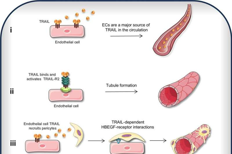 Cancer drug offers hope for cardiovascular patients