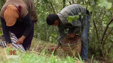 En Turquie, des mineurs au travail dans les champs de noisetiers où se fournirait Ferrero