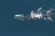 North Atlantic right whale feeding. Credit: Christin Khan/NOAA Fisheries