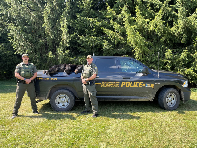 Two ECOs stand in front of patrol truck with the black bear in the bed of the truck