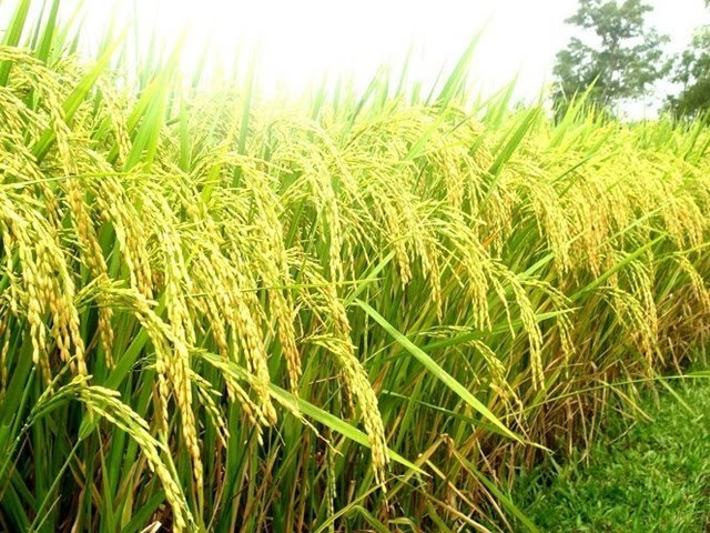 Giá gạo có thể vẫn tăng do nguồn cung bị thắt chặt- Ảnh 1.