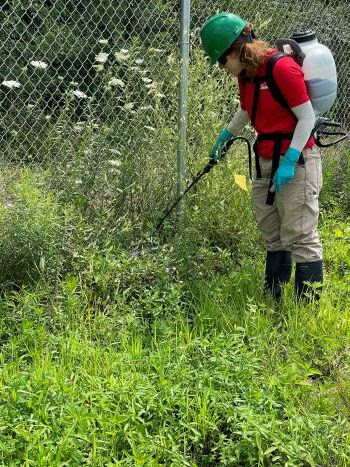 A woman with a backpack sprayer treats invasive plants near a chain-link fence.