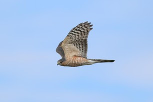 Adult Sharp-shinned Hawk by S McLaughlin 10-24