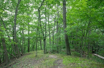 tall, slender mature trees with bright green foliage stand close together in a thickly forested area with a rough dirt trail cutting through