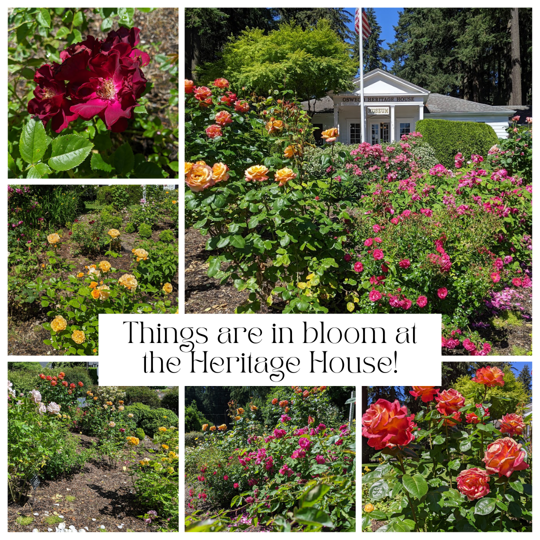 things are in bloom at the heritage house, with several photos of the rose garden and the heritage house