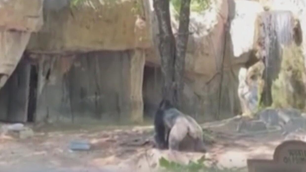 Momentos de terror en un zoológico: un enorme gorila persigue a dos trabajadoras en Texas