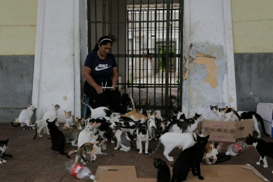 Aumenta cantidad de gatos callejeros en Maracaibo por abandono masivo de crías