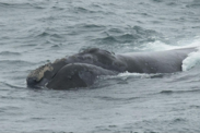 A male Eastern North Pacific right whale with its head just above the water's surface on a gloomy day