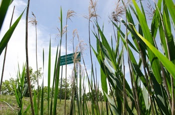 Tall, reedy, green phragmites stretch upward along a Michigan roadway, with an MDOT sign reading Laingsburg and Woodbury in background