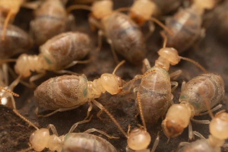 Neocapritermes taracua Termites