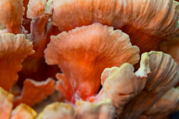 A salmon pink mushroom grows in a scallop-like pattern.