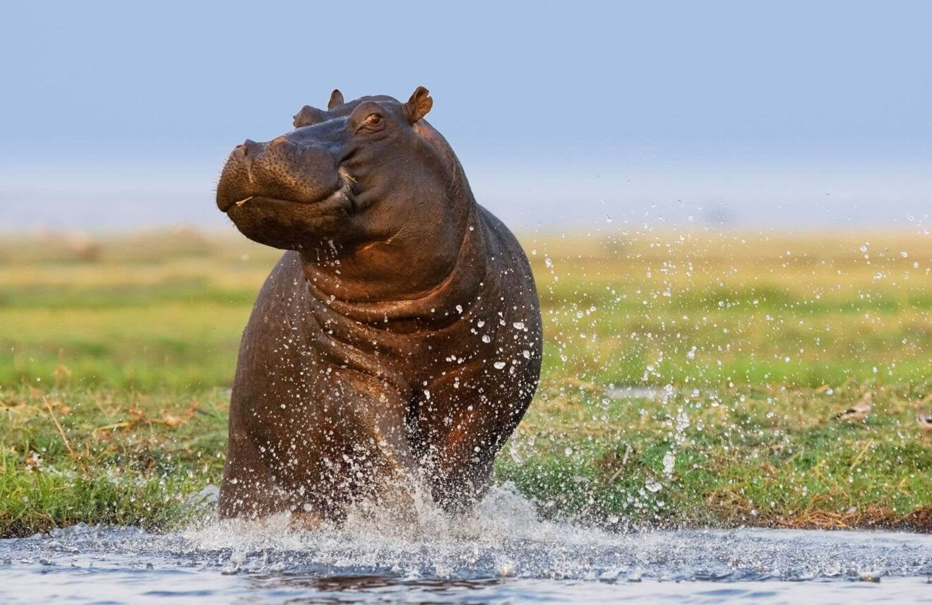 GEN-CHANG ERA MACHO en México y en Japón resultó ser hembra: la historia de este particular hipopótamo