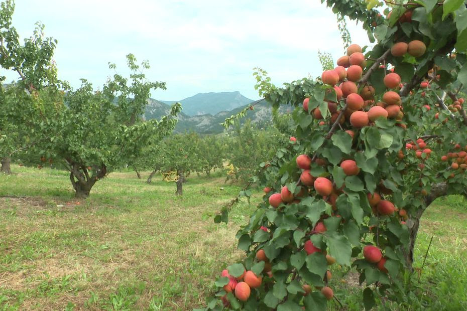 L'abricot des Baronnies : le haut du panier des fruits de l'été